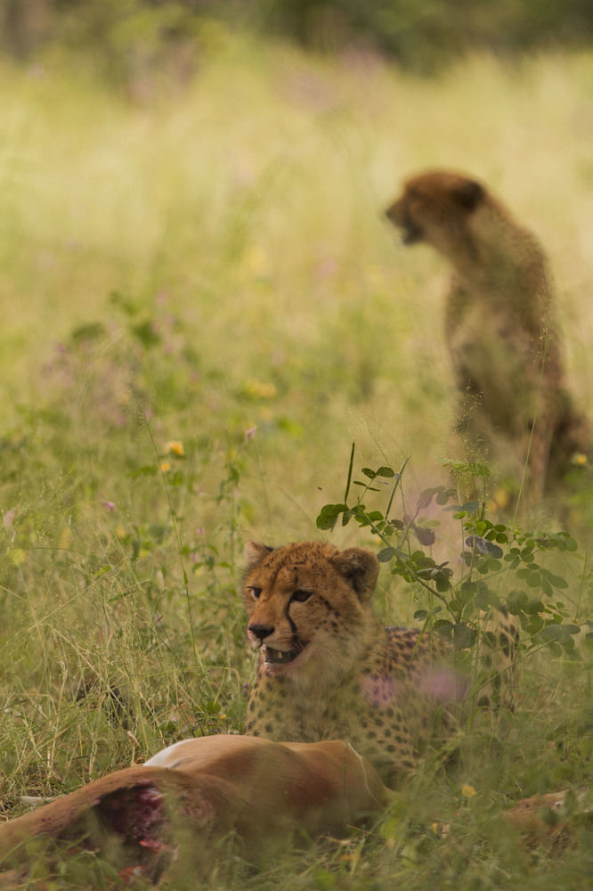 Nambwa Tented Lodge Kongola Екстериор снимка